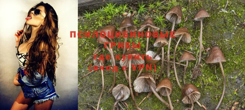 Псилоцибиновые грибы Magic Shrooms  Туринск 